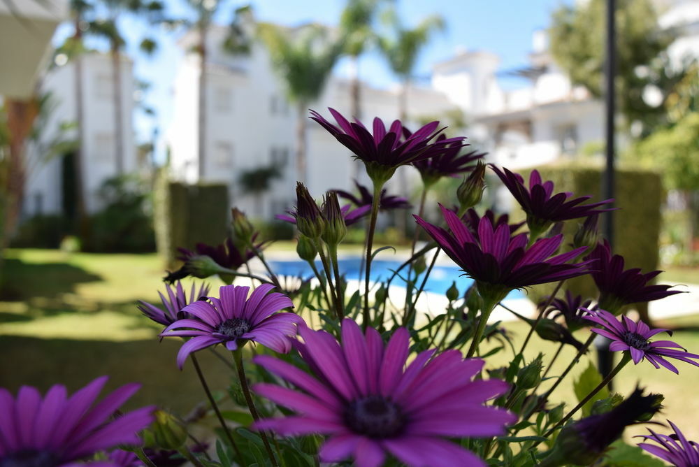 Apartamentos Y Casas Serinamar Marbella El Ángel المظهر الخارجي الصورة